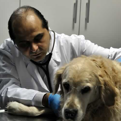 Veteriner Hekim Haluk Ömer Pet Dünyası Veteriner Kliniği İstanbul