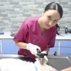 Veteriner Hekim Burcu  Tengirşek Vethouse Pet Sağlık Merkezi İstanbul