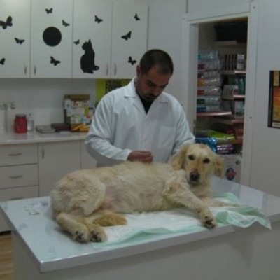 Veteriner Hekim Mehmet Gürol Aslan Animalpark Veteriner Kliniği İstanbul